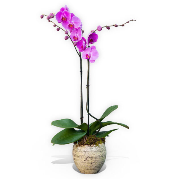 Denver Small Vase