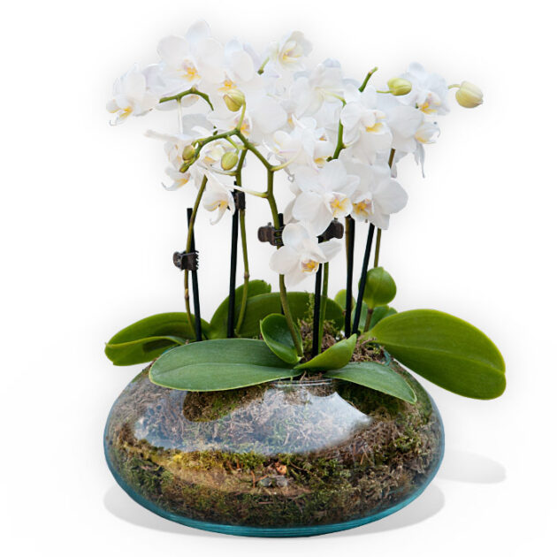 Introduction to Ikebana Course