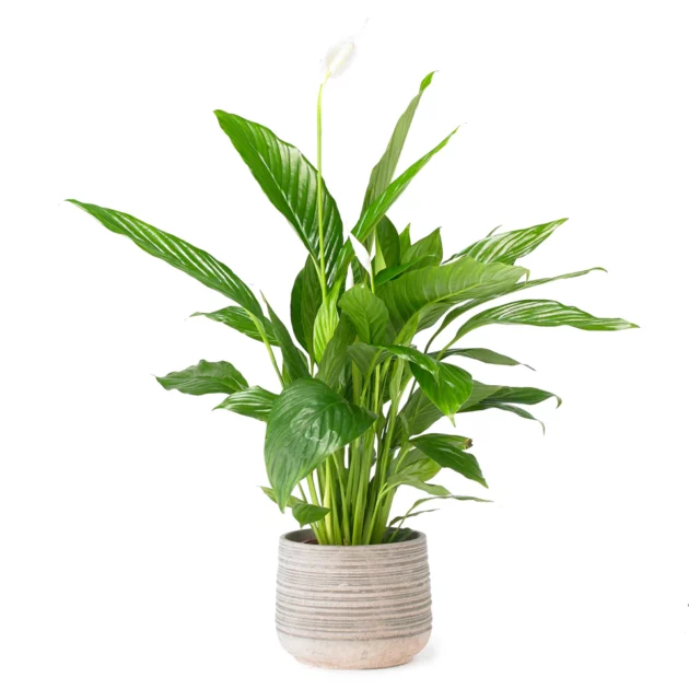 Adufe Vase