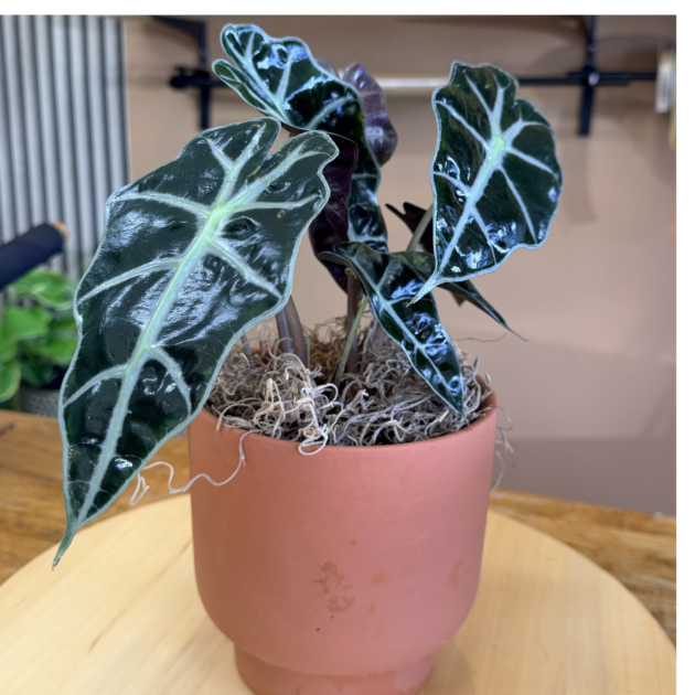 Alocasia